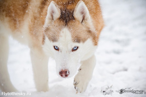 Фотографии хаски, играющей в снегу (6)
