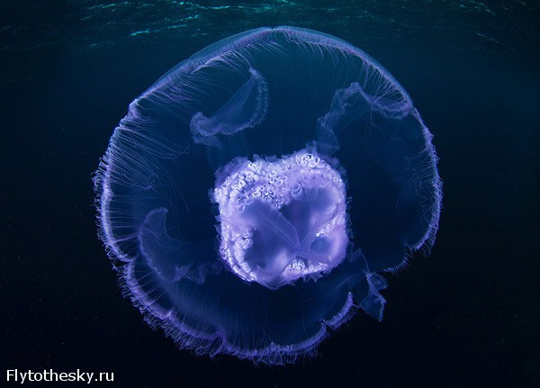 Фото медуз от Александра Семенова (9)