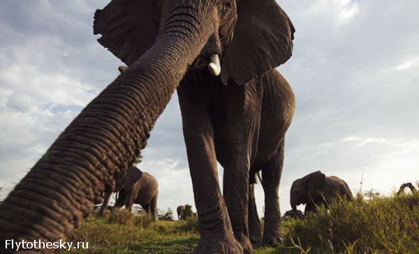 Уникальные фото диких животных Африки (12)