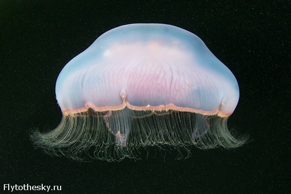 Фото медуз Александра Семенова (10)