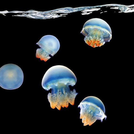 Подводный мир океана (5)