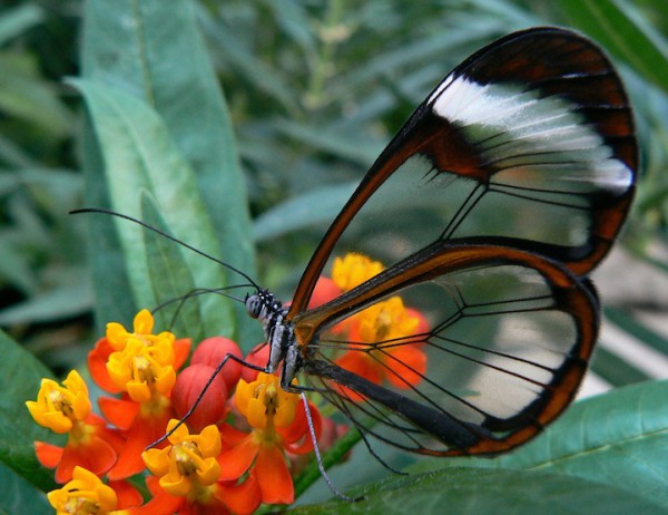 бабочка с прозрачными крыльями (7)