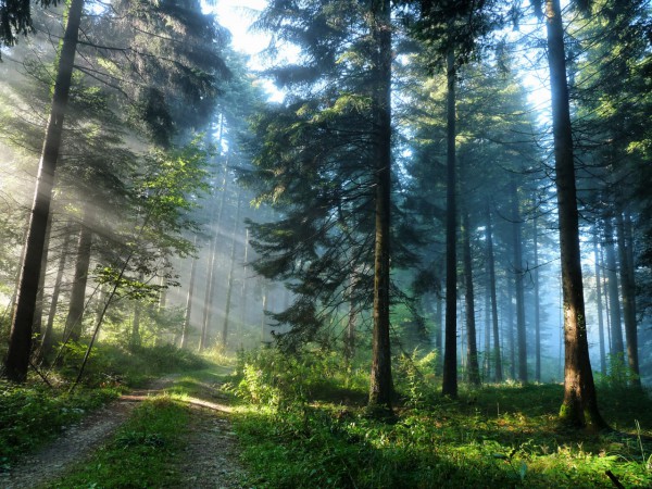 Красивые фотографии леса (8)