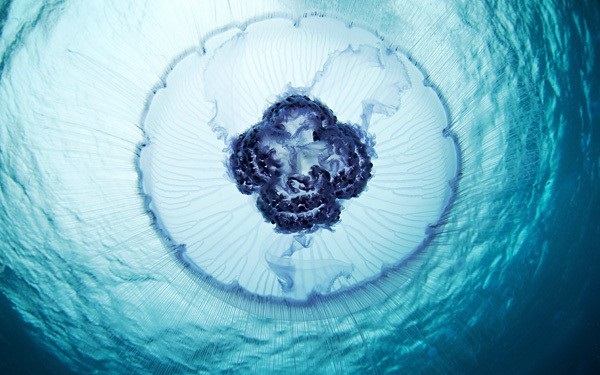 медузы-фото-1