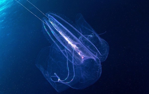 медузы-фото-10