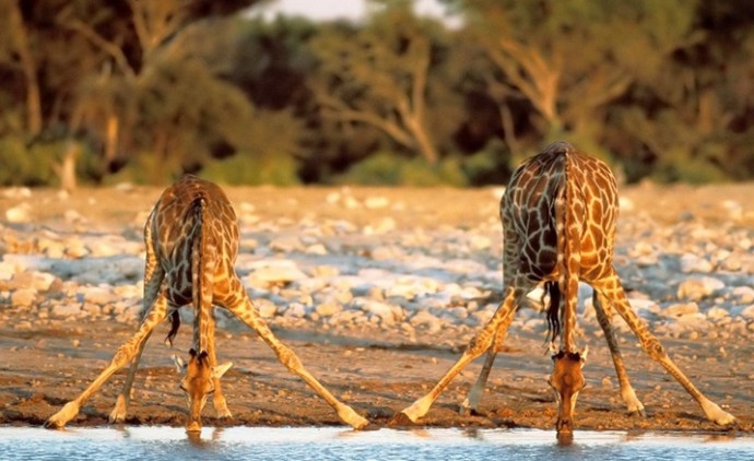 Как пьют воду жирафы