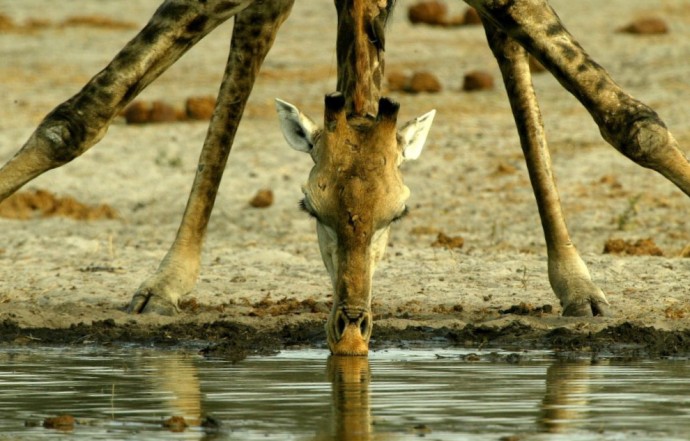 Как пьют воду жирафы