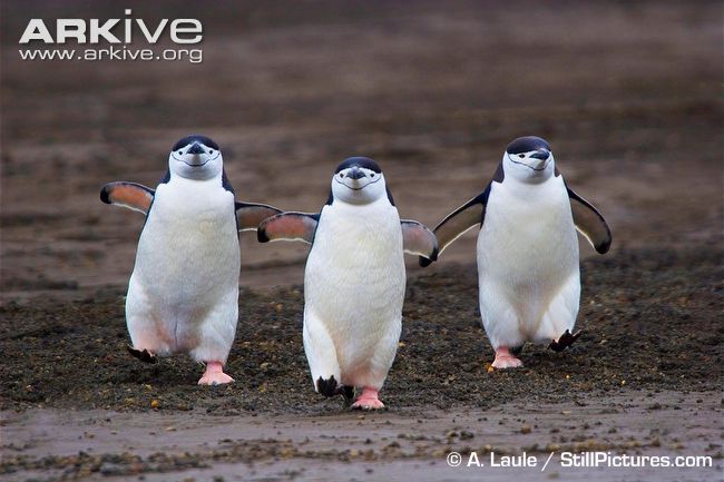 Chinstrap-penguins-walking-along-beach