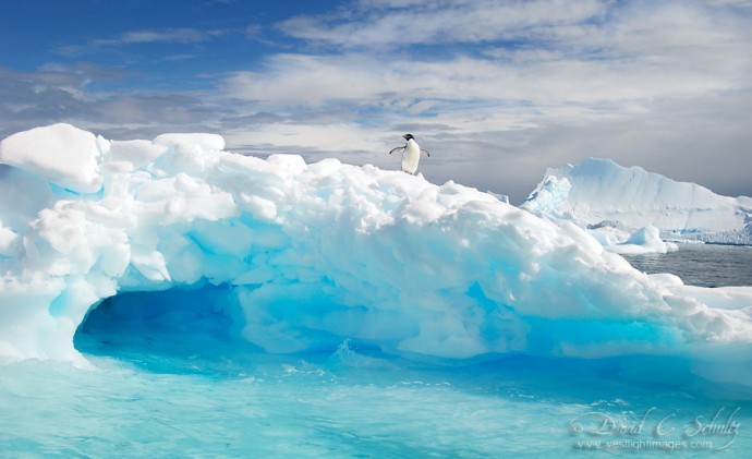 An Adelie penguin on top of an iceberg in Antarctica.