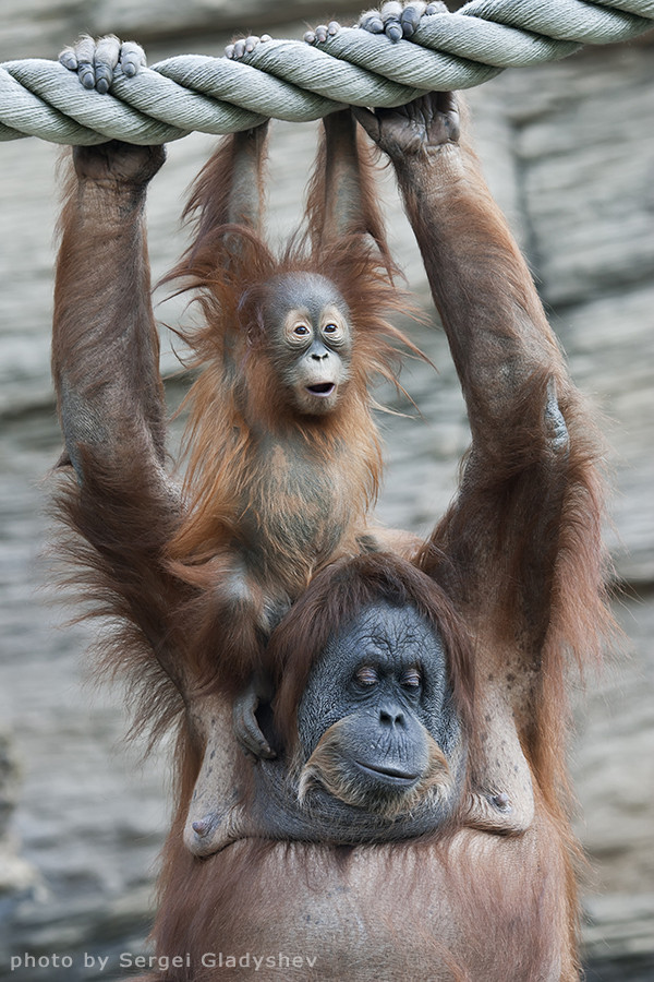 Happiness of a orangutan family