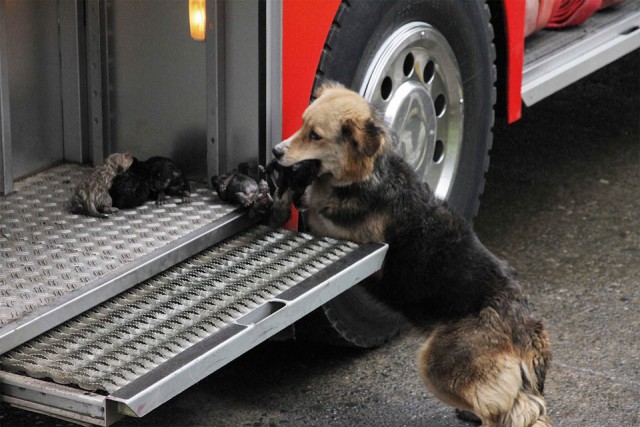 dog-saving-her-puppies-from-a-fire-chile