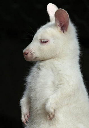 Альбинизм у животных
