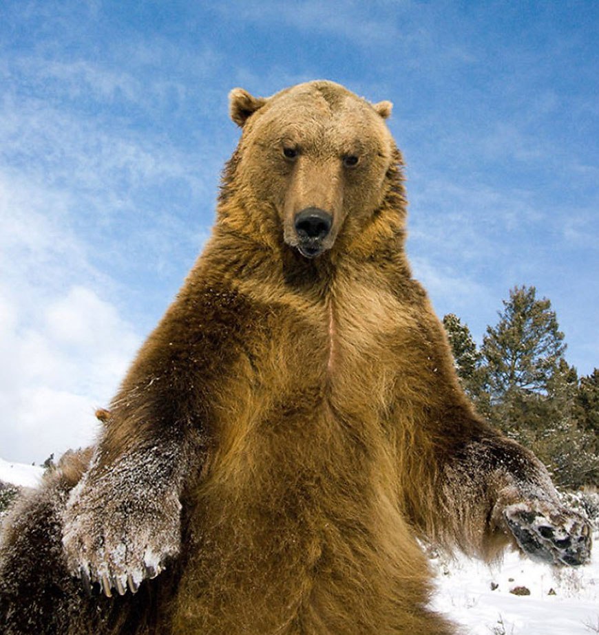 Медведь в дикой природе
