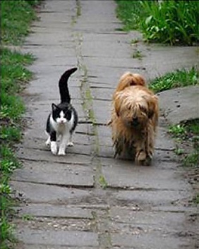 Дружба кота и собаки