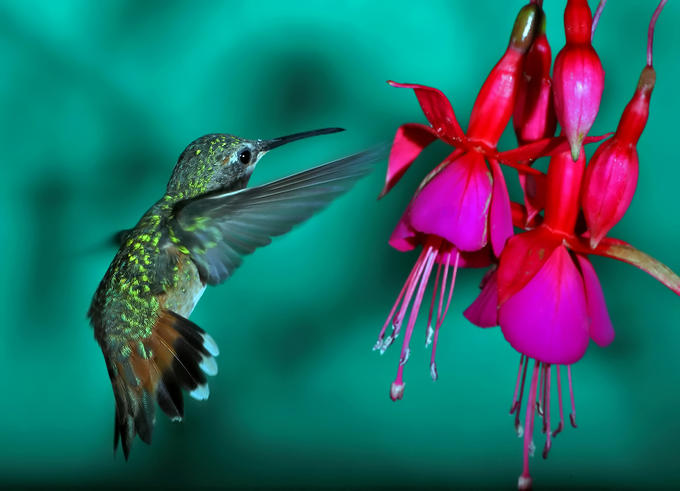 Фото колибри