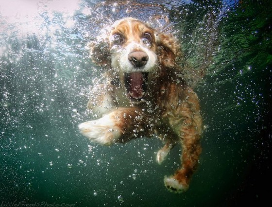 Стул с водой у собаки