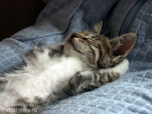 Милые спящие кошки (1)
