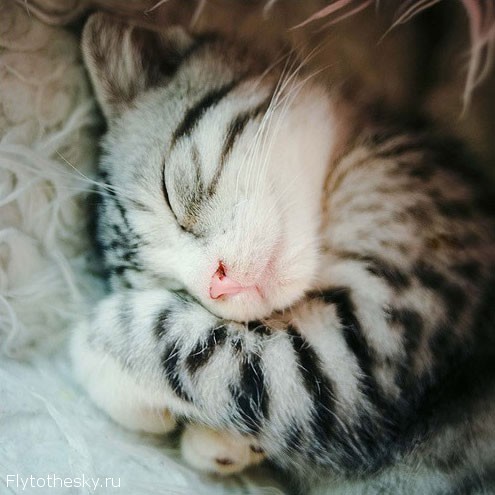 Милые спящие кошки (2)