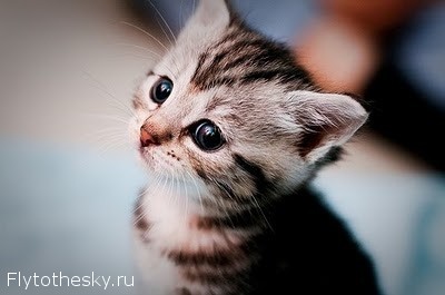 Фото маленьких котят (14)