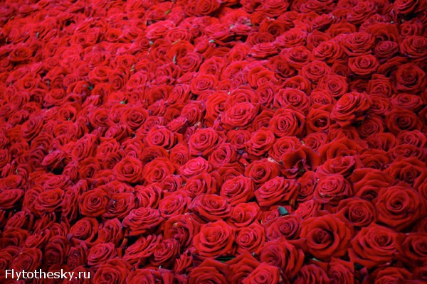 10000 красных роз (3)