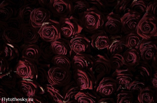 10000 красных роз (5)
