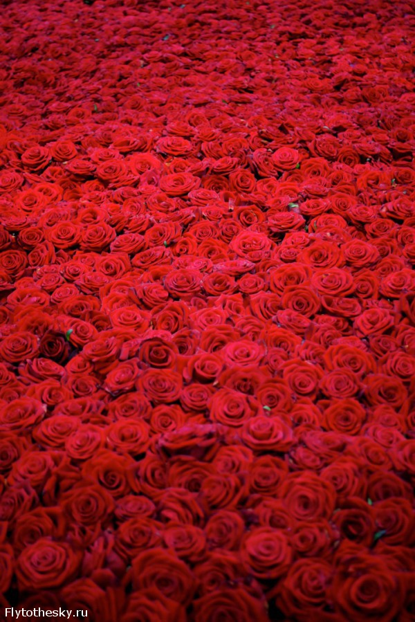 10000 красных роз (1)