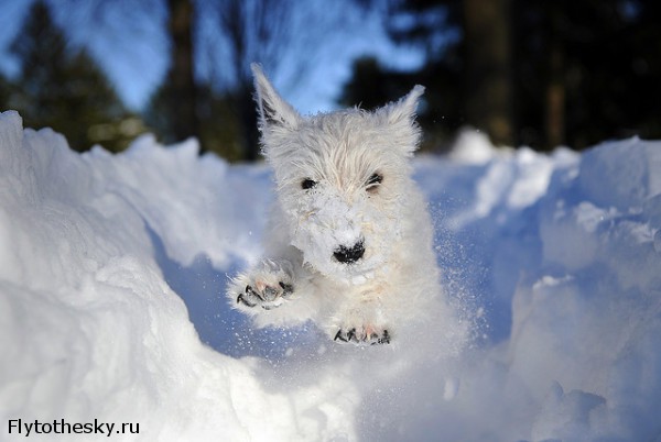 Собаки в снегу (11)