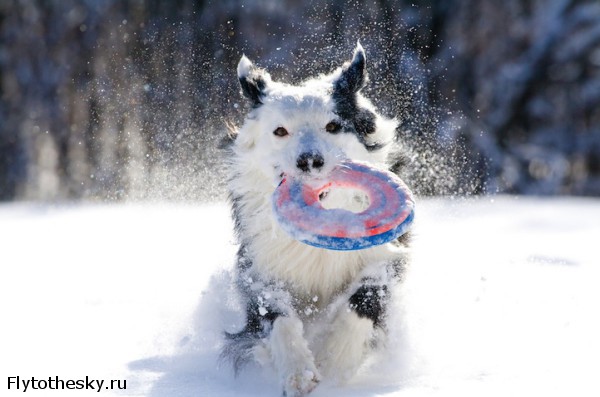 Собаки в снегу (10)