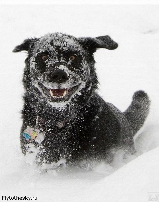 Собаки в снегу (9)