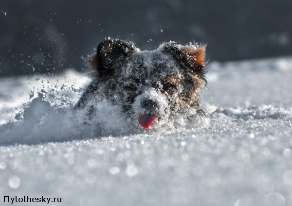 Собаки в снегу (8)