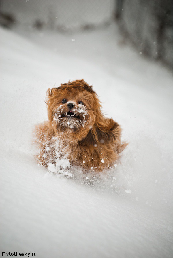 Собаки в снегу (7)