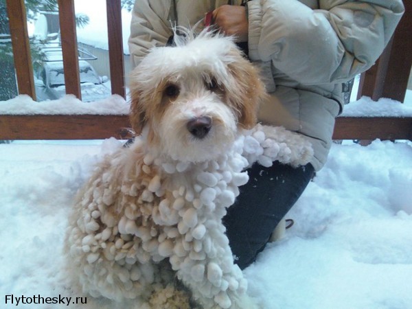 Собаки в снегу (6)