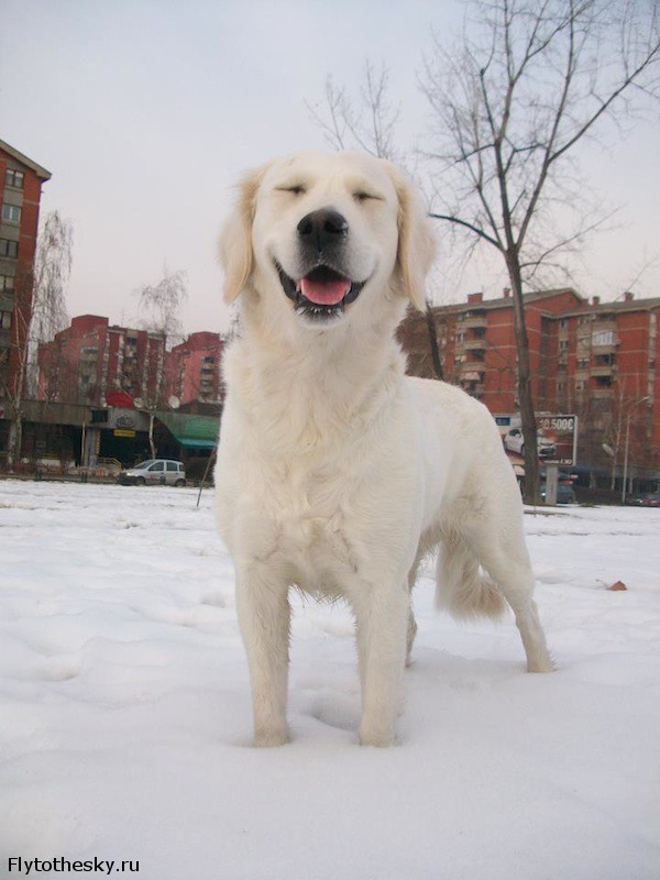 Собаки в снегу (5)