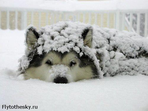 Собаки в снегу (3)