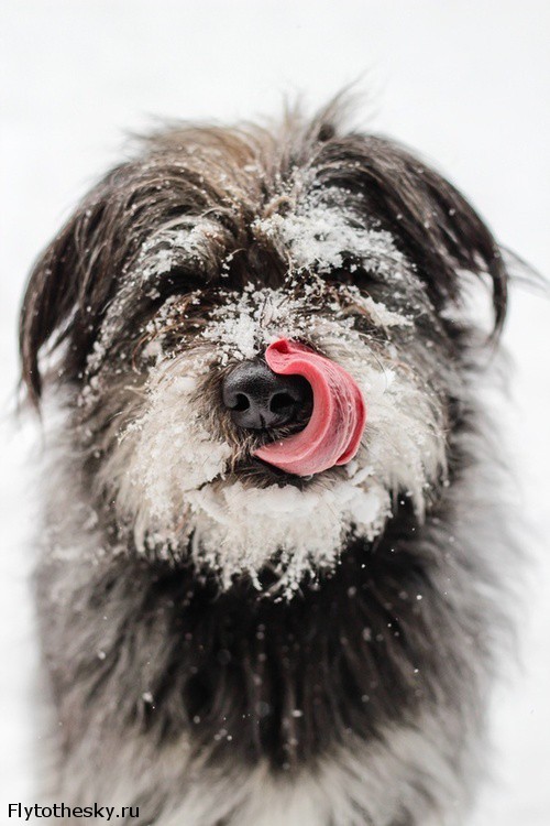 Собаки в снегу (17)