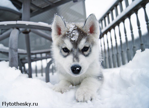 Собаки в снегу (15)