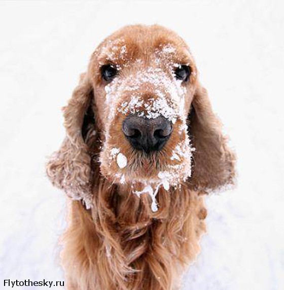 Собаки в снегу (14)