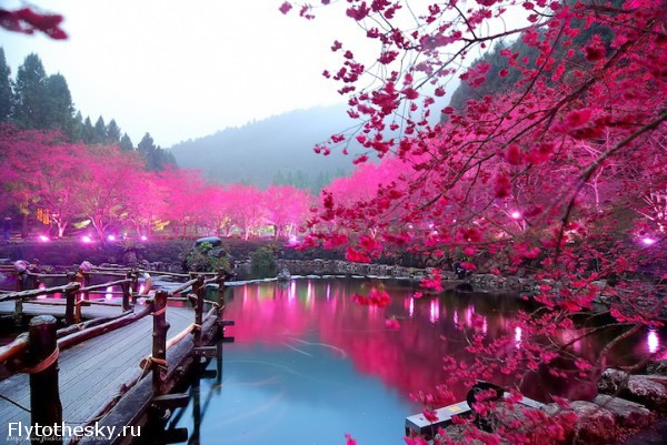 Фестиваль цветущей вишни в Тайване (7)