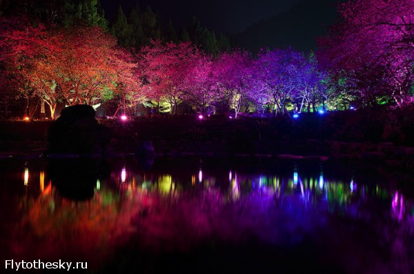 Фестиваль цветущей вишни в Тайване (3)