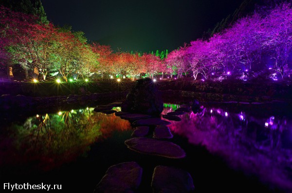 Фестиваль цветущей вишни в Тайване (1)