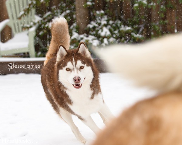 Фотографии хаски, играющей в снегу (1)
