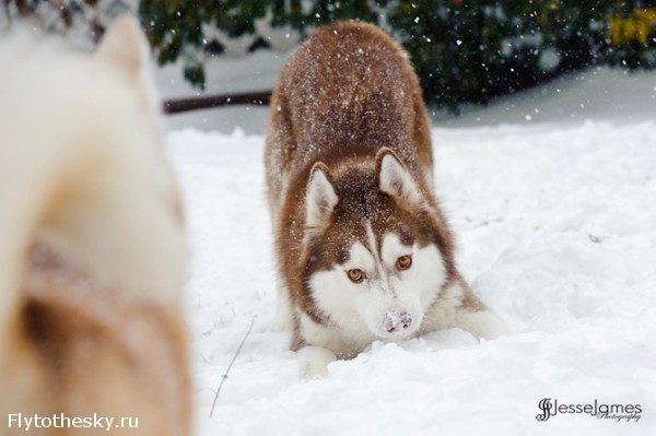 Фотографии хаски, играющей в снегу (3)