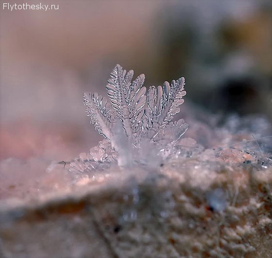 Макросъемка снежинок фотографа Андрея Осокина (12)