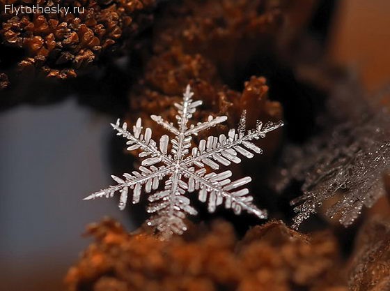 Макросъемка снежинок фотографа Андрея Осокина (1)