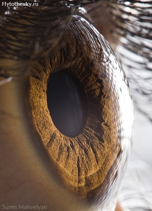 Макросъемка человеческого глаза от фотографа Suren Manvelyan (15)