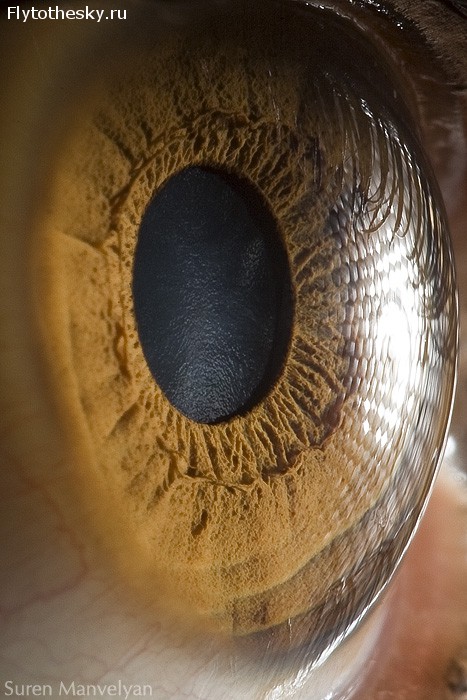Макросъемка человеческого глаза от фотографа Suren Manvelyan (18)