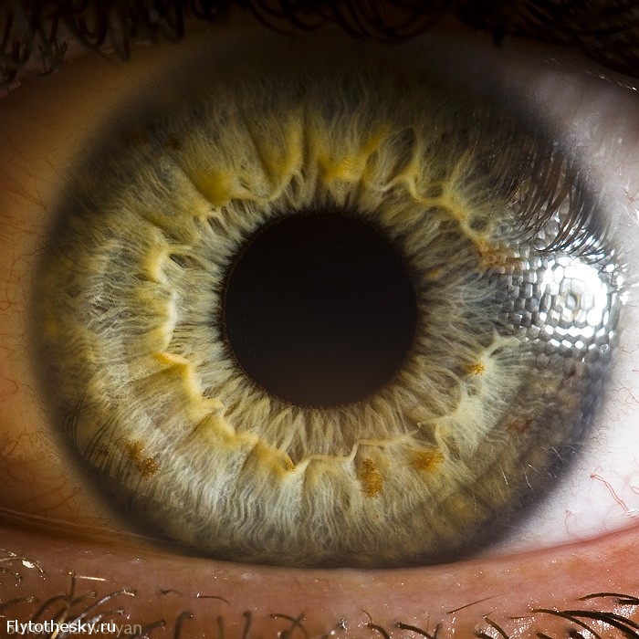 Макросъемка человеческого глаза от фотографа Suren Manvelyan (2)