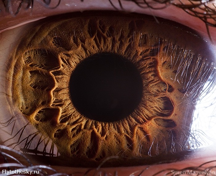 Макросъемка человеческого глаза от фотографа Suren Manvelyan (6)