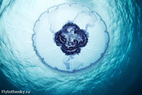 Фото медуз от Александра Семенова (1)