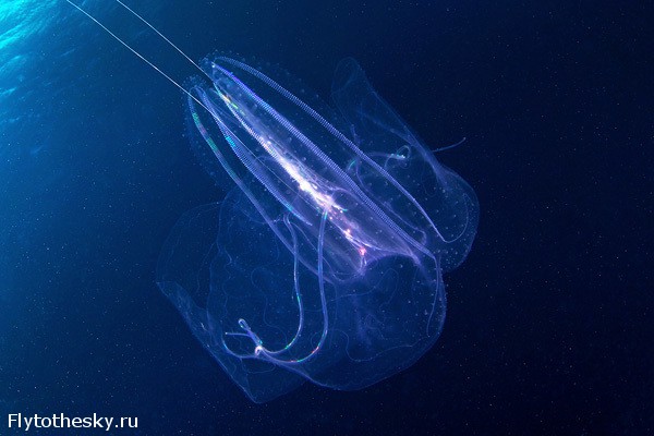 Фото медуз от Александра Семенова (3)
